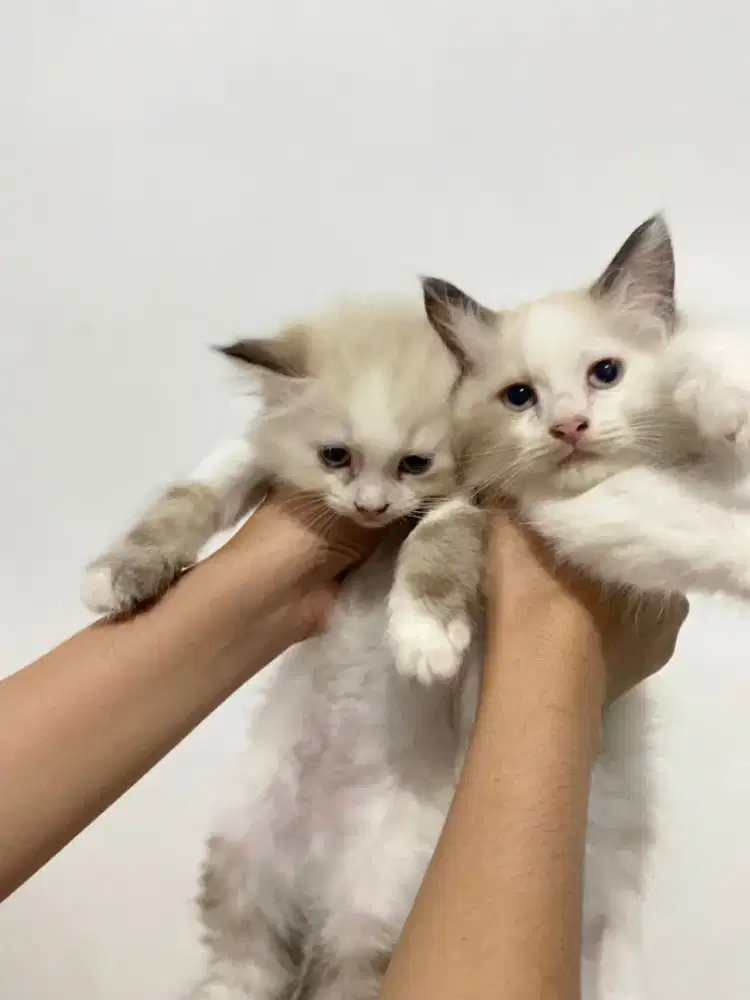 Kucing rag dol persia