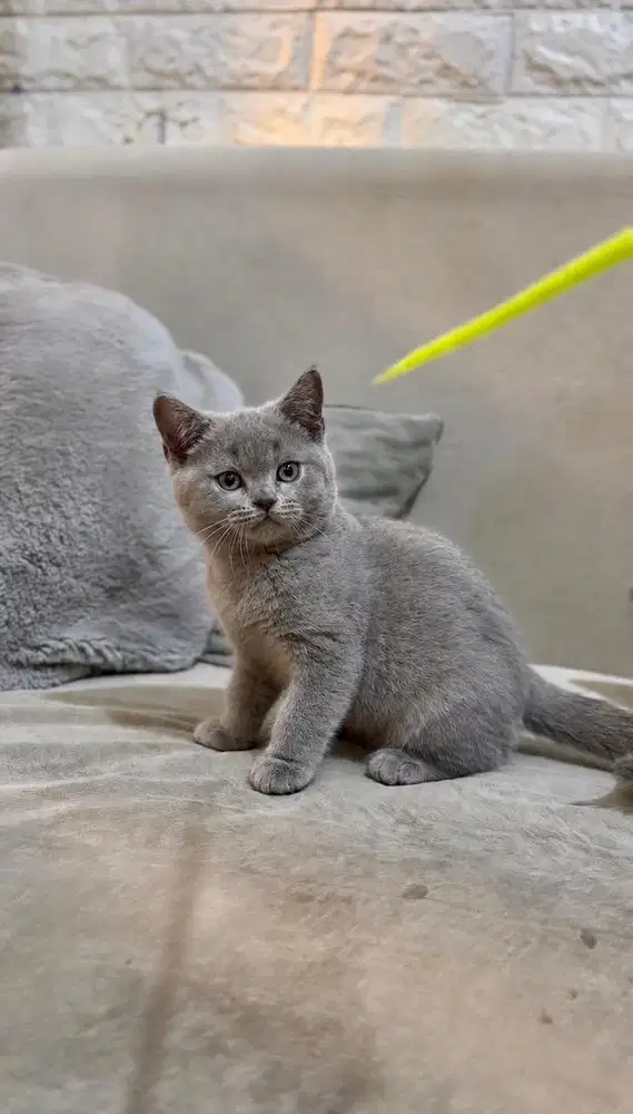British Shorthair BSH Kitten Betina