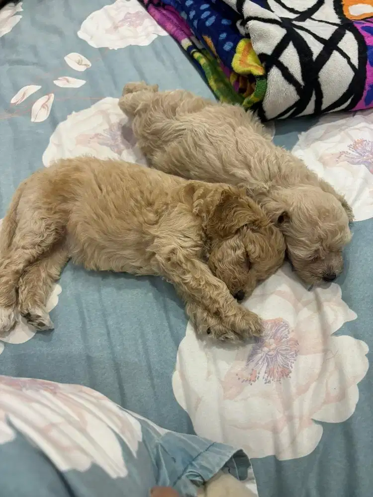 Jual Poodle Puppy 3 ekor