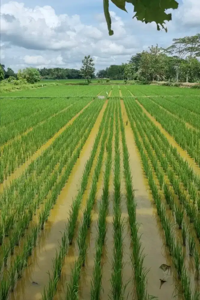 JUAL TANAH/SAWAH PINGGIR JALAN