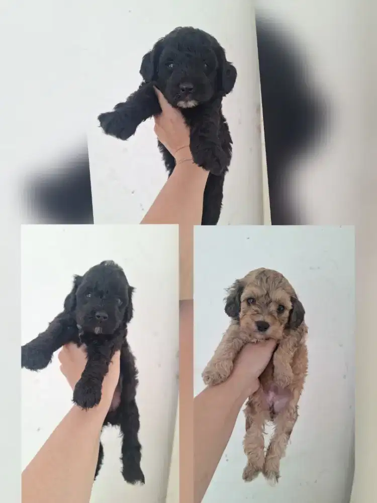Dijual anakan Poodle