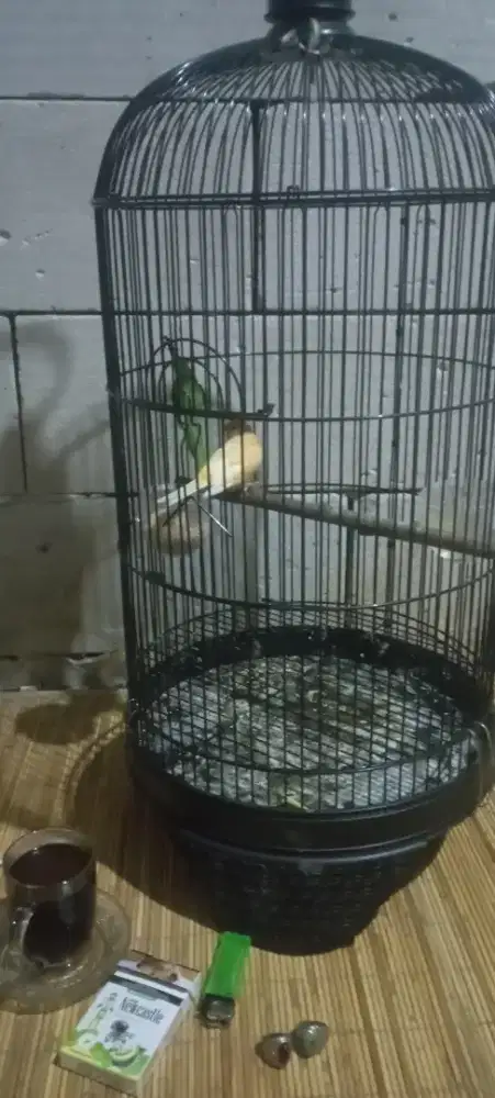 Kenari loper jambul