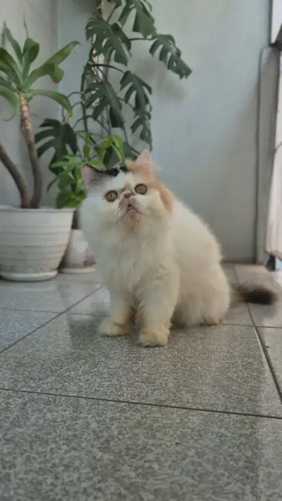 KUCING PEAKNOSE CALICO JANTAN