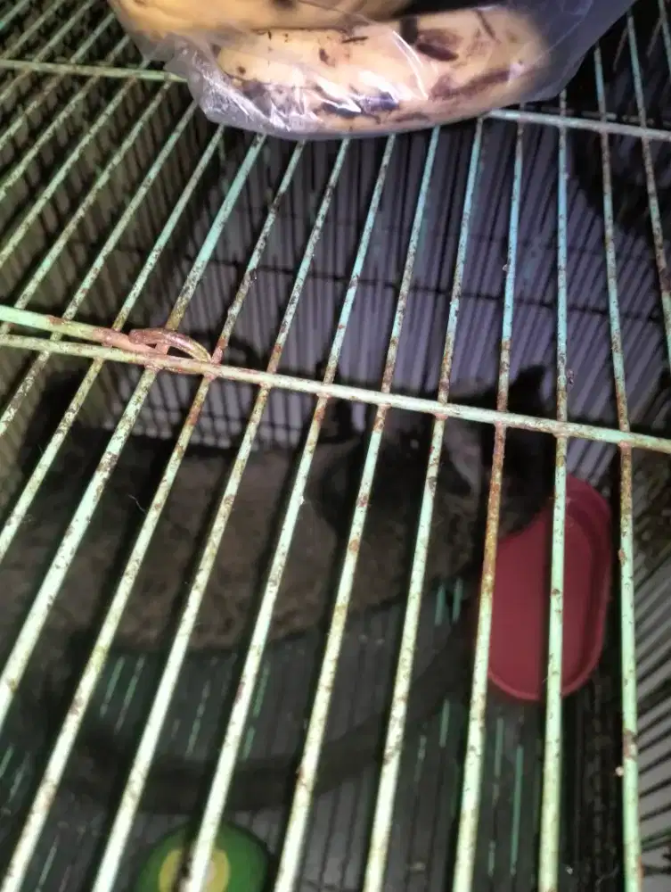 MUSANG UMUR 5 BULAN