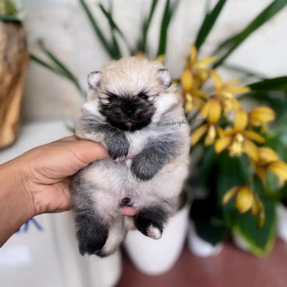 Pomeranian Betina