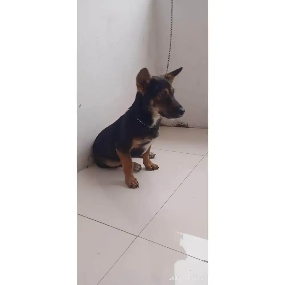 Anjing blasteran