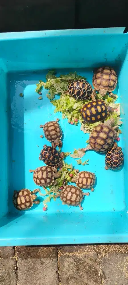 Kura-kura Sulcata dan Leopard Gecko