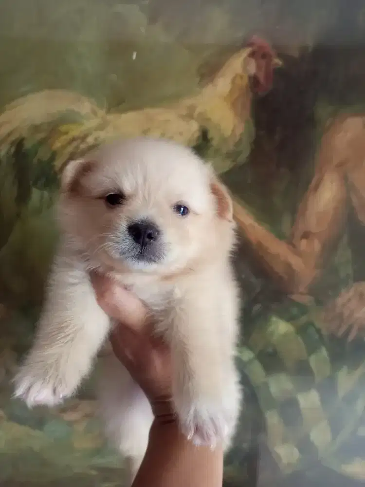Puppy Pom face bear