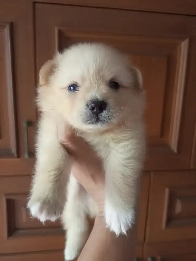 Puppy Pom Jantan