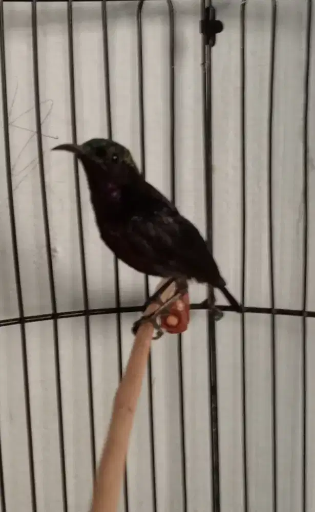 Si mungil 250 burung aja