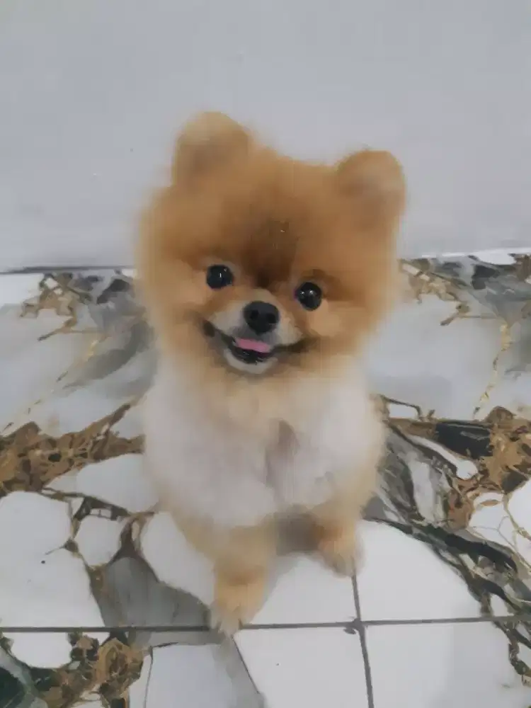 Supermini Pomeranian Jantan