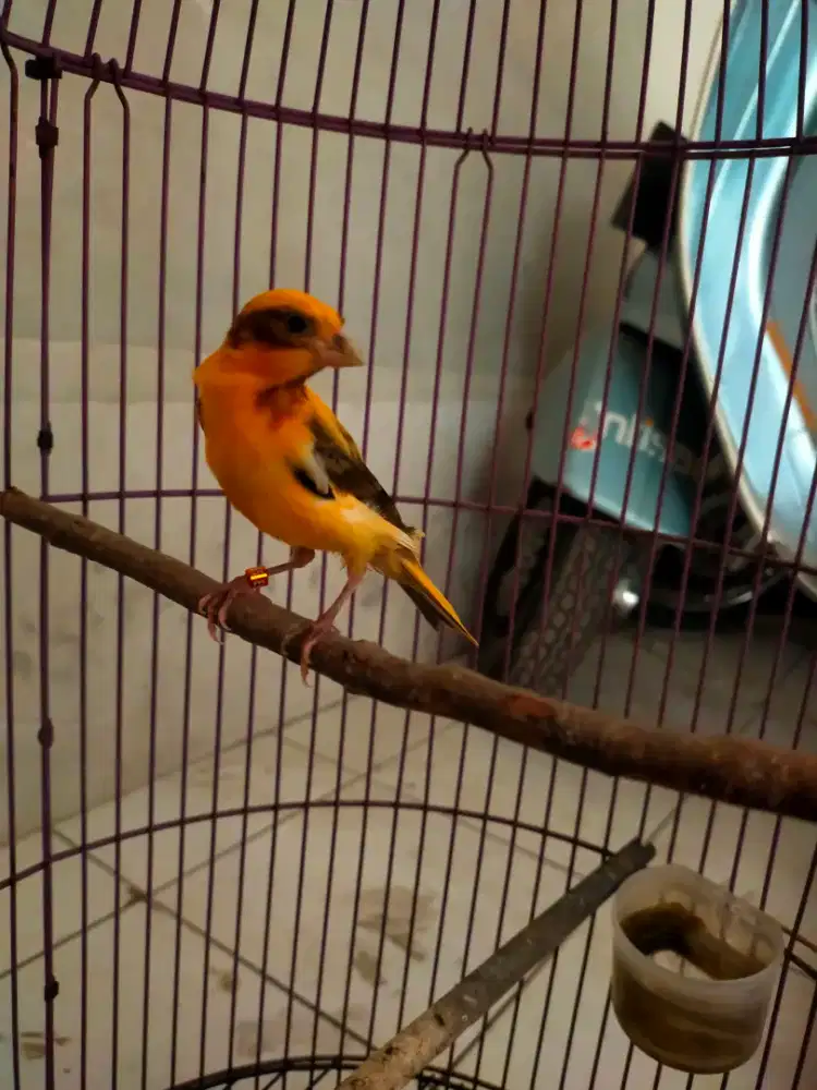Burung kenari bon merlok paud/anak jantan