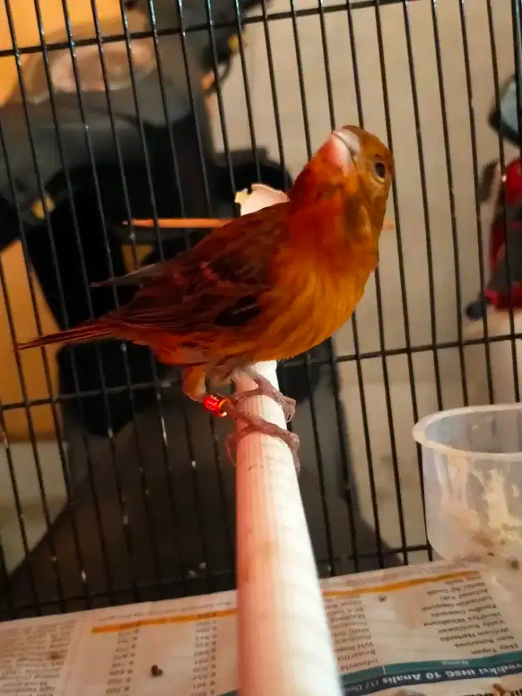 Burung kenari Black rad paud/anak