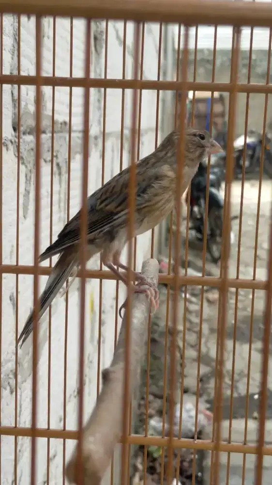 Burung kenari afsf paud/anak jantan
