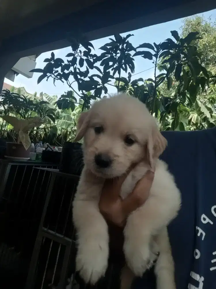 Golden Retriever puppies Anak Golden Retriever Jual Anak Anjing Betina