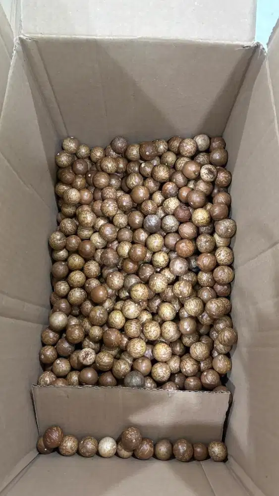 KACANG MACADEMIA