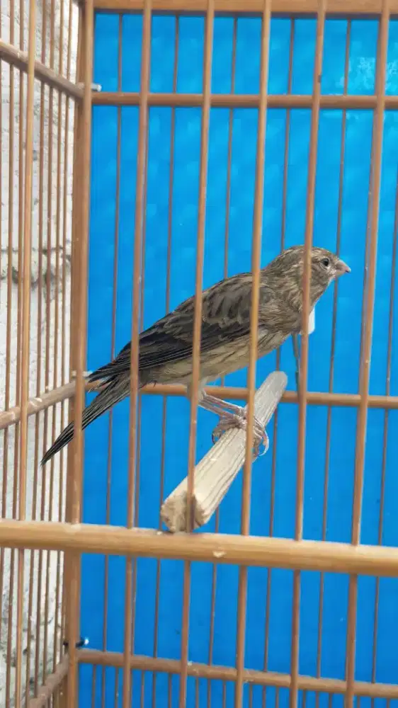 Burung kenari F1af paud/anak jantan
