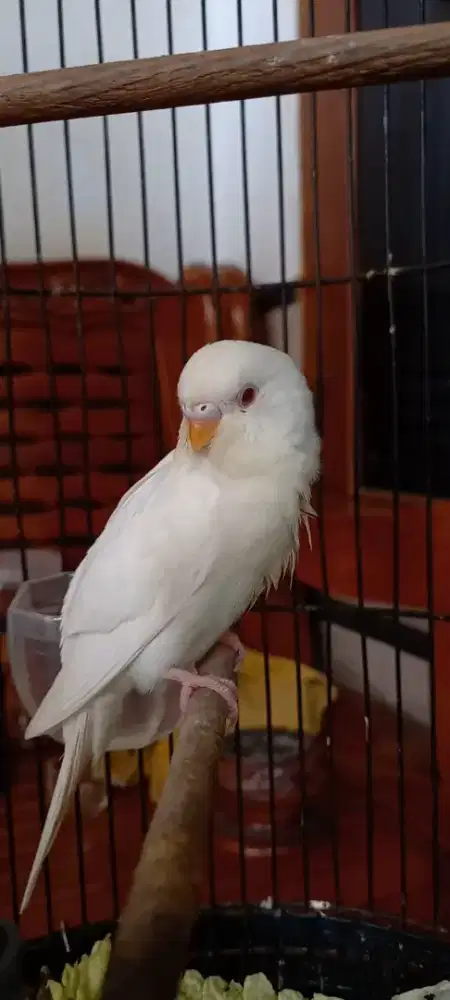Parkit albino putih