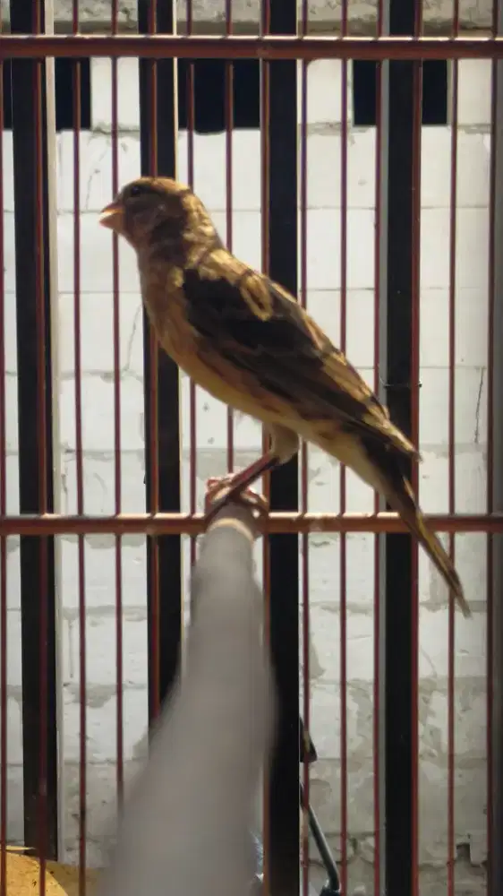 Burung kenari AFsf paud/anak jantan