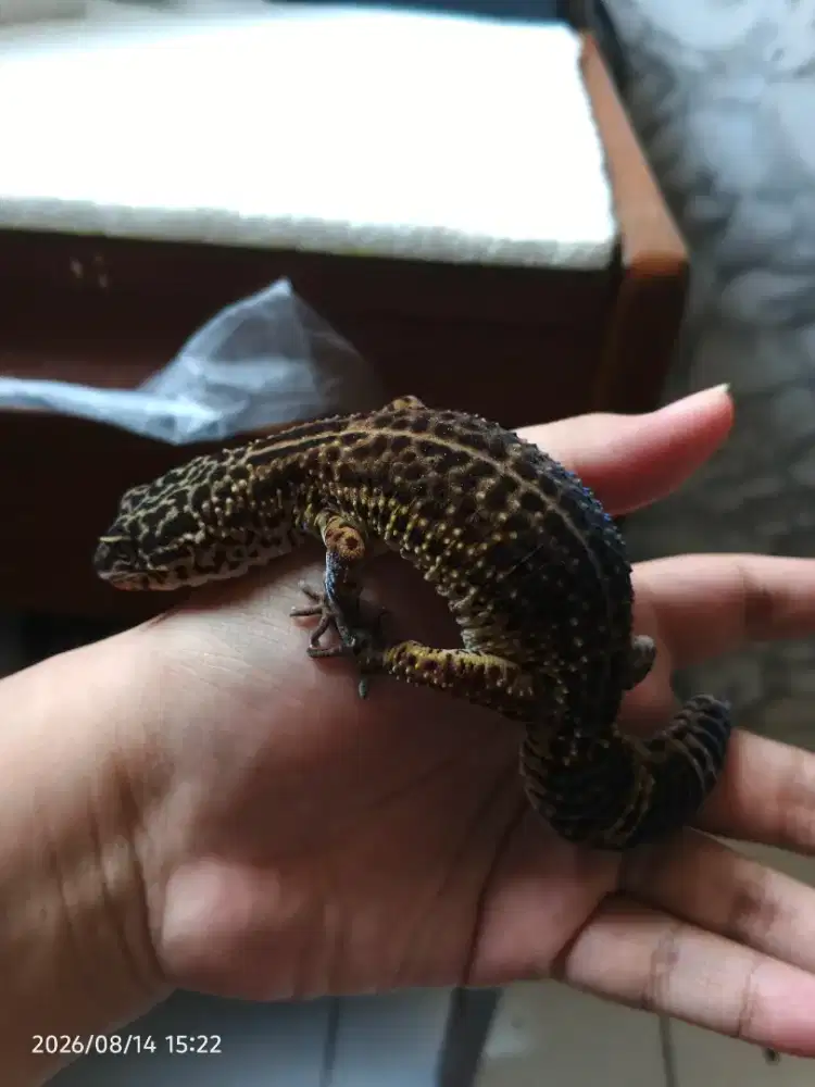 Gecko - leopard gecko