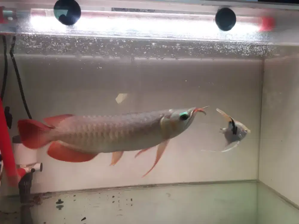 Dijual ikan arwana super red 25cman