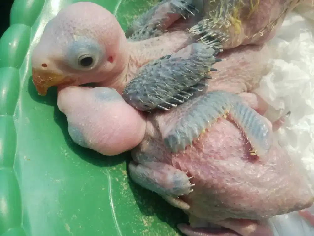 Burung Indian ringneck /IRN