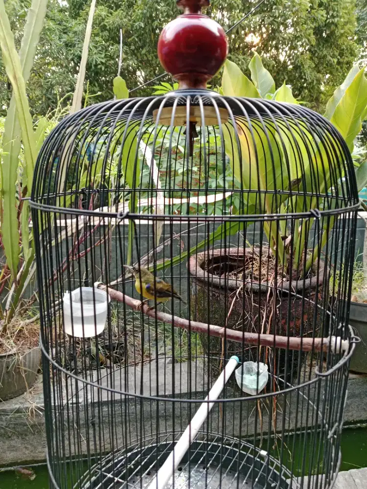 Jual burung korap