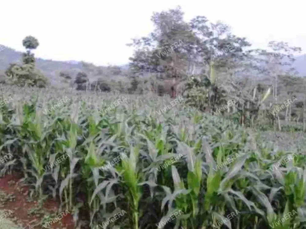 Dijual Tanah Kebun Andir Limbangan Garut