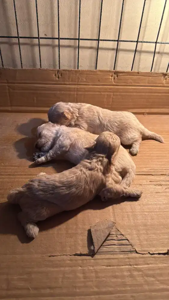 Anakan poodle 3 ekor dan mix breed 5 ekor