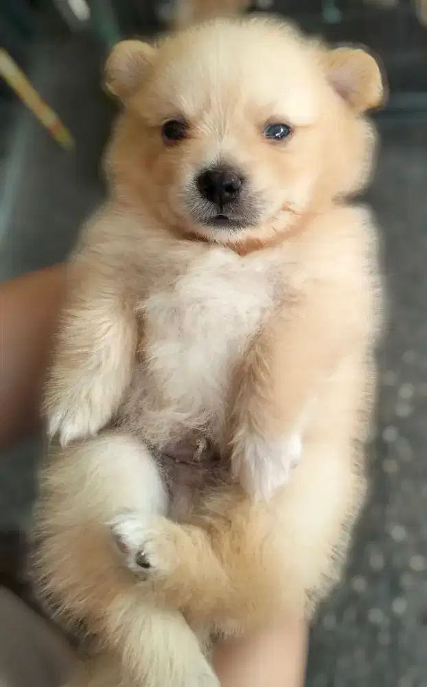 Anak anjing pom / Pomeranian