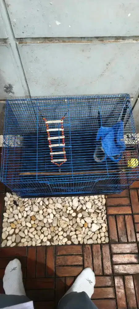 Kandang sugar glider murah aja