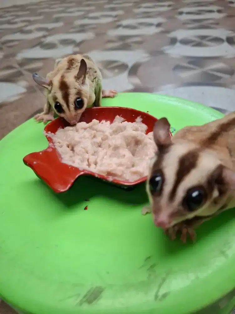 Sugar glider whiteface