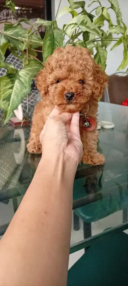 Red Toy Poodle Male & Female
