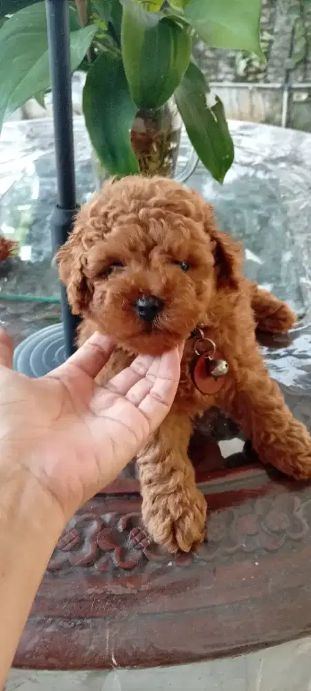 Red Toy Poodle Jantan & Betina ( Pure Breed )