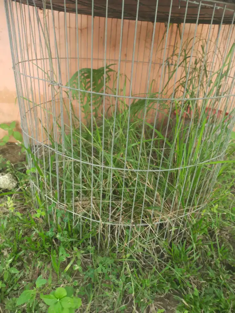 Tempat kandang ayam