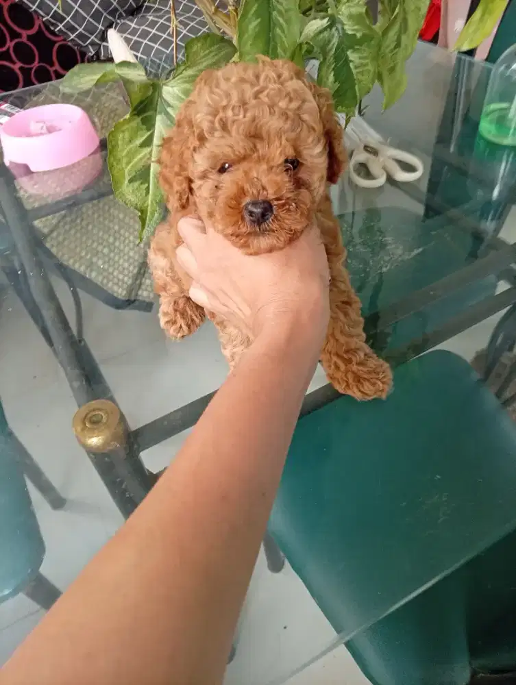 Red Toy Poodle ( Male & Female )