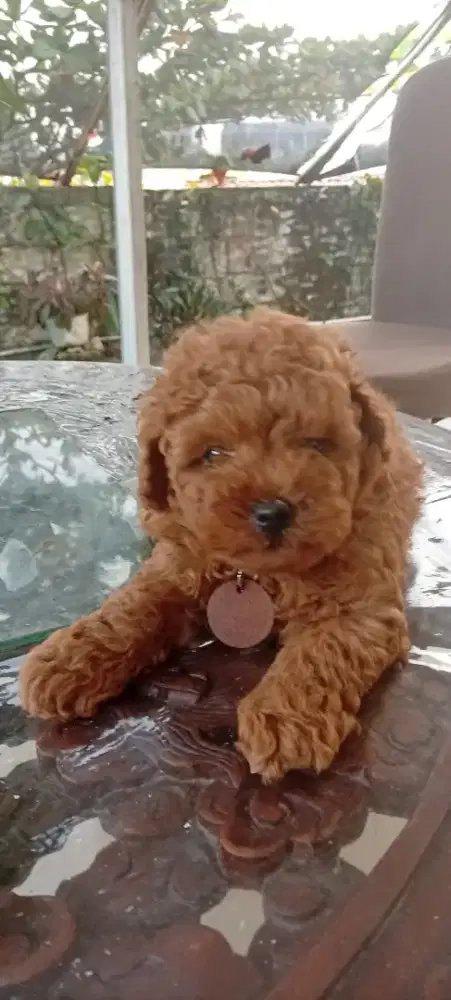 Red Toy Poodle ( Jantan & Betina )