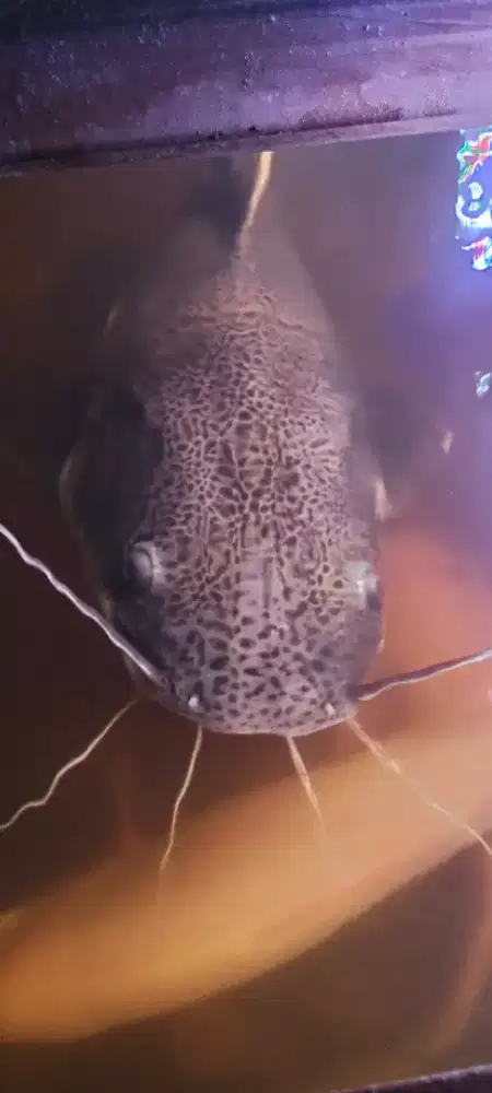 Redtail Catfish Jumbo  (RTC );