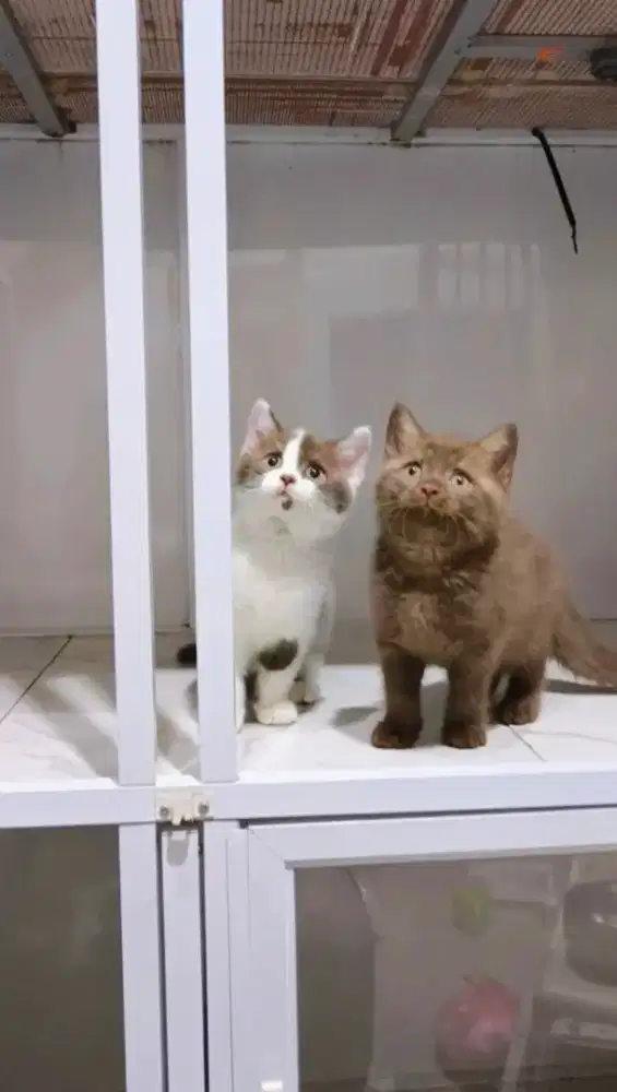 Kitten cinnamon Bsh