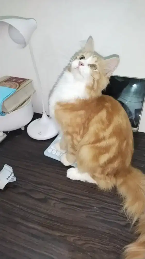 Kucing maincoon mix