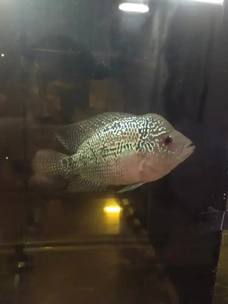 Ikan louhan srd progres