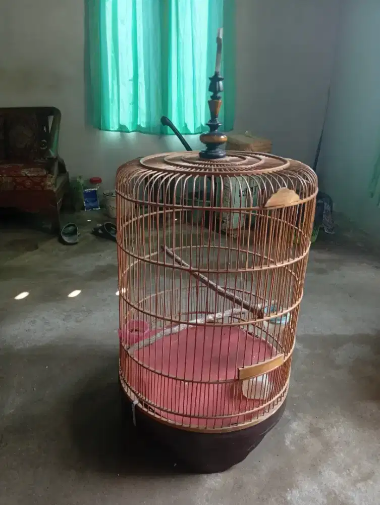 Sarang burung kacer