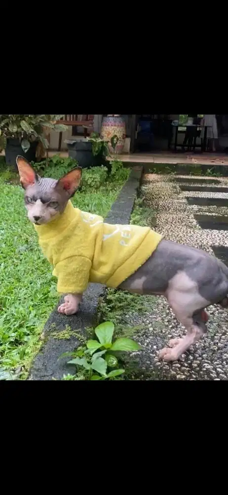 jasa pacak kucing munchkin bambino