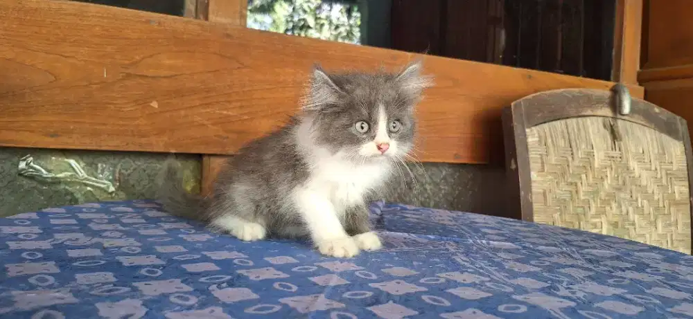 Kitten umur 2bulan an