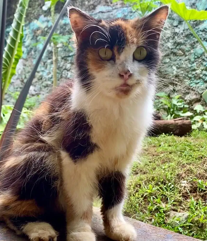 kucing persia calico habis dikawin