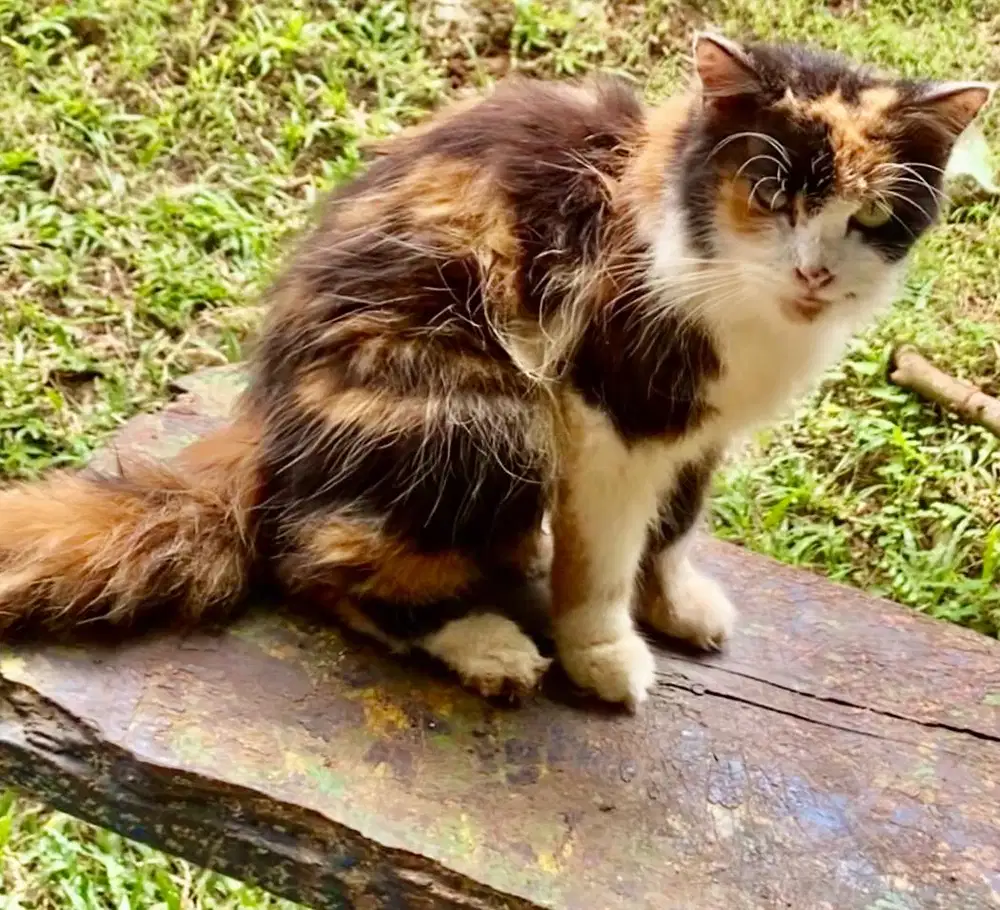 kucing persia calico betina