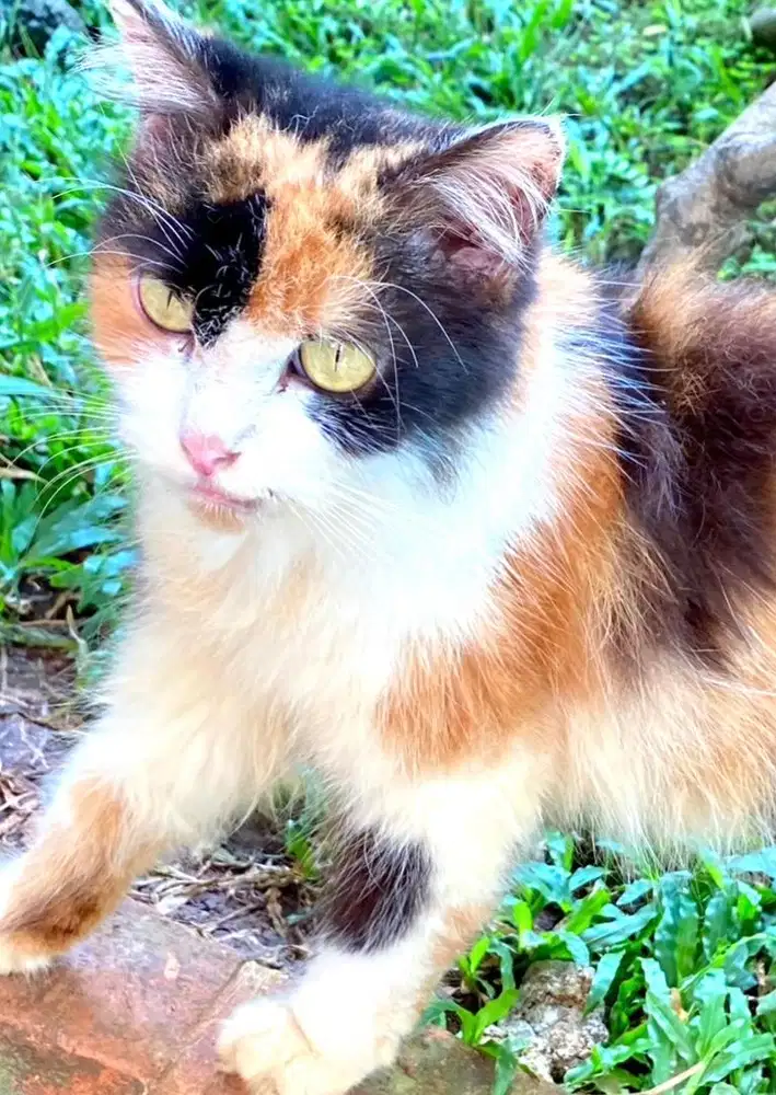 kucing persia calico betina