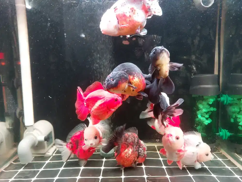 Set Aquarium merk Bahari ( Bending )