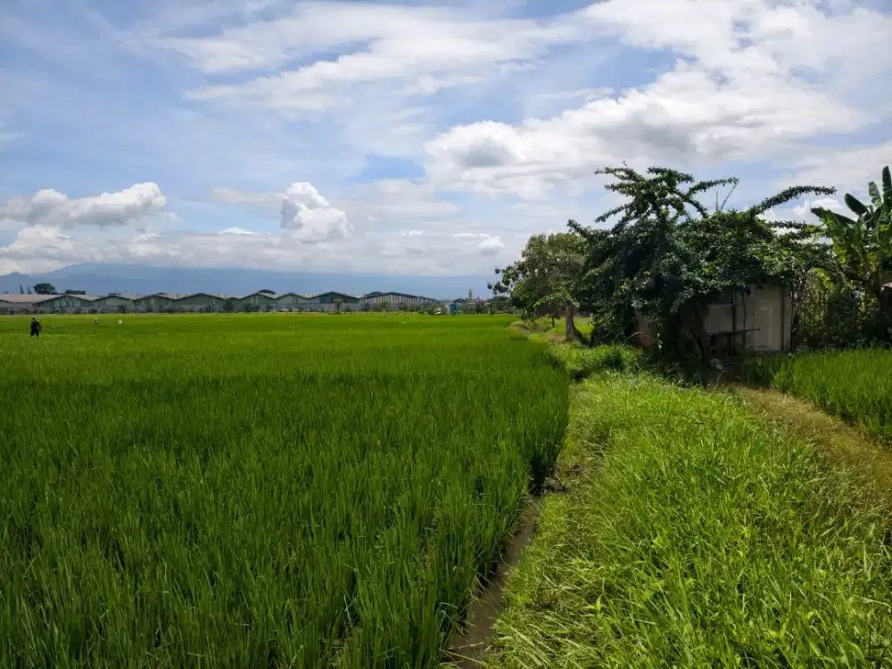 Dijual 2 lokasi sawah, Jl. Pahlawan dan Jl. Satria, Singosari, Malang
