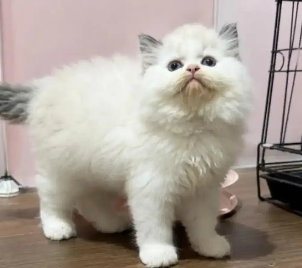 Kucing kitten ragdoll betina